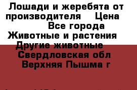 Лошади и жеребята от производителя. › Цена ­ 120 - Все города Животные и растения » Другие животные   . Свердловская обл.,Верхняя Пышма г.
